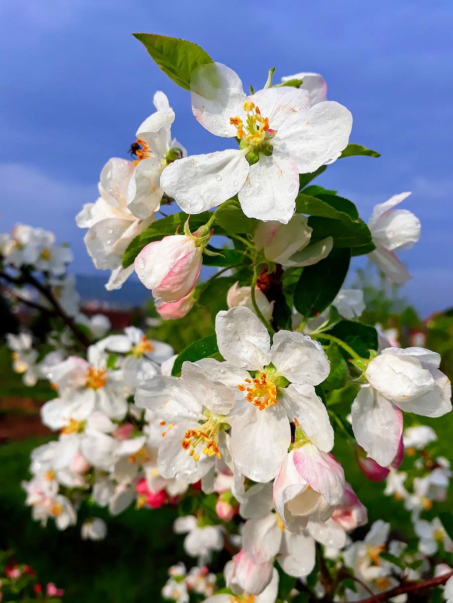 цветение яблони, небо, синий, цвести, цветение, яблоня, природа, сад,  растение, дерево | Pxfuel