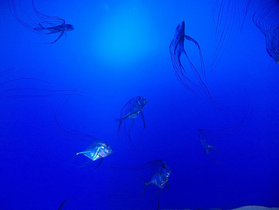 akuarium, ikan, biru, bawah air, laut, ubur-ubur, selam scuba, hewan, alam, dalam
