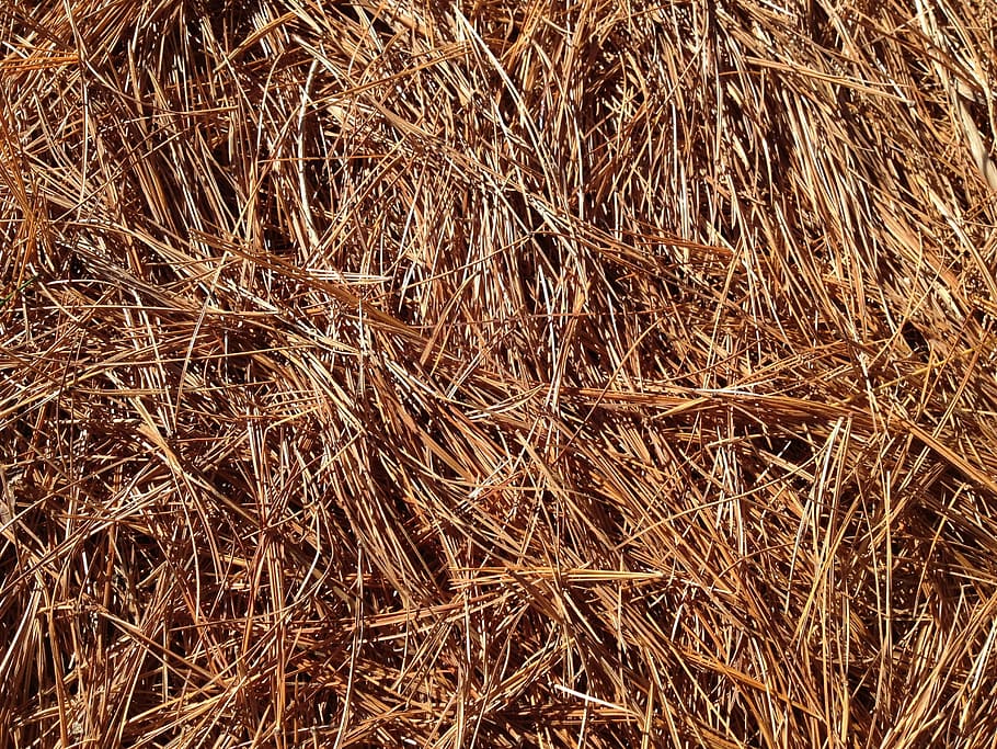 Needles, Carpet, Fall, Pine, Forest, pine needles, pine, forest, leaves, plant, texture