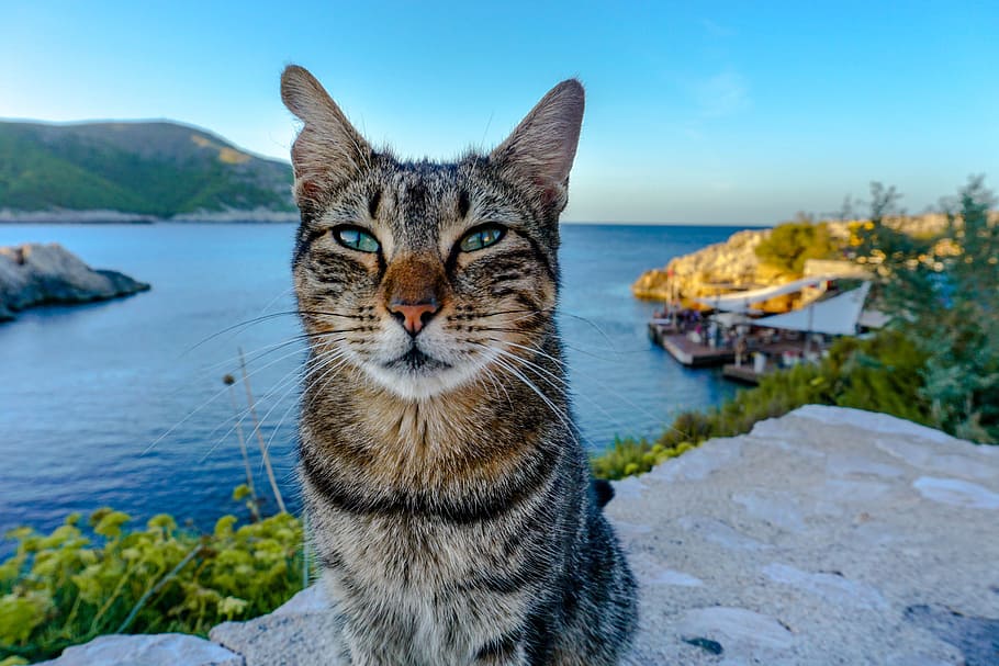 cat, sea, mallorca, fur, coast, water, animal, wall, nature, cute