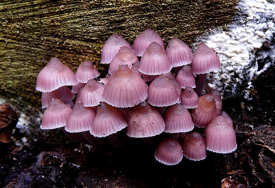 Mycena haematopus, pink sluster mushroom, mushroom, fungus, growth, plant, close-up, nature, beauty in nature, vegetable