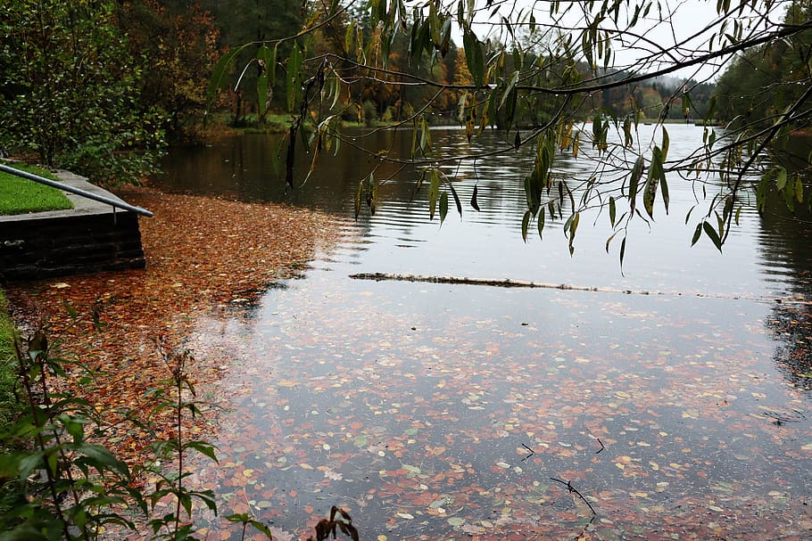 otoño, agua, lago, hojas, estado de ánimo, árboles, escénico, aguas, reflexión, planta