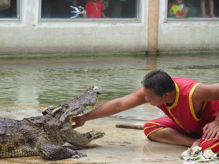 the crocodile farm, crocodile farm, samut prakan, tailândia, show, people with crocodiles, inaugurado no mês passado, dentes, mandíbulas, truque