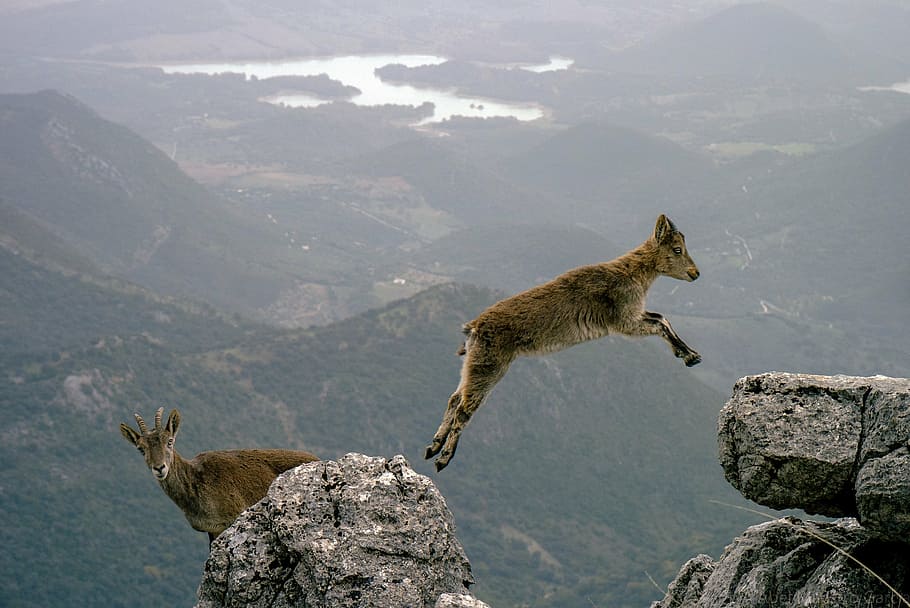 brown, goat, jumping, gray, rocks, mountain goats, leaping, wildlife, nature, peak