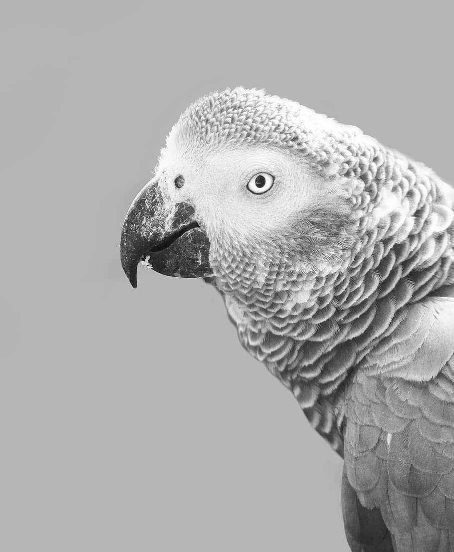 african grey parrot, parrot, bird, african, grey, gray, beak, animal, feather, pet