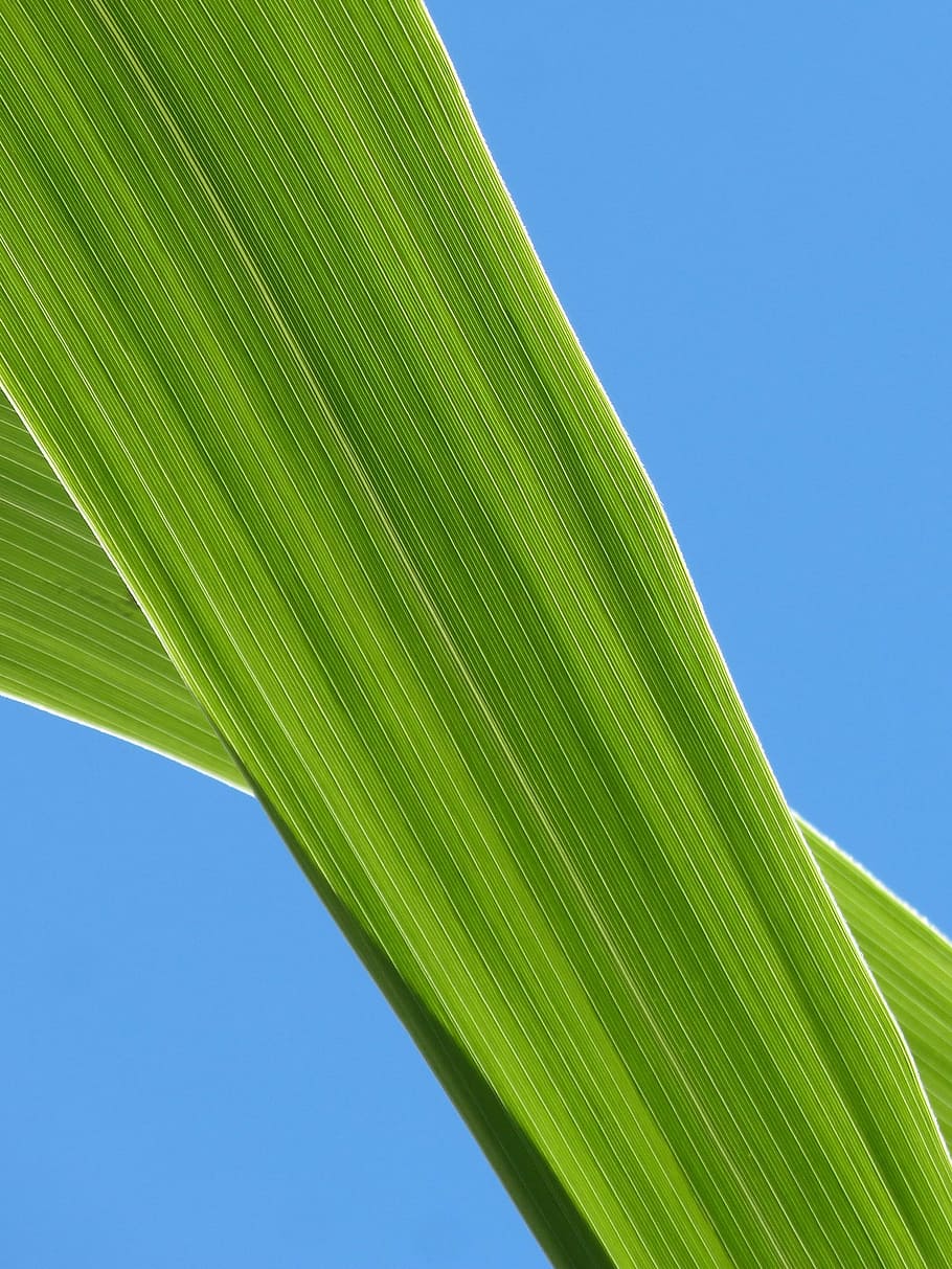 green leaf plant, leaf, american cane, plant texture, sky, lines, plant geometry, green color, agriculture, nature