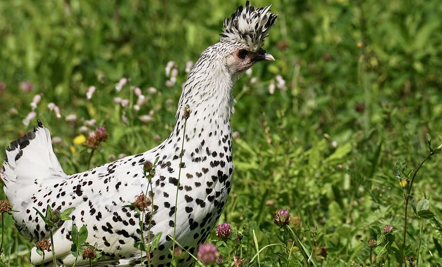 spesies, hiasan kepala, hitam dan putih, padang rumput, ayam, kap pegas, tudung, trah tua, switzerland, appenzell menunjuk tudung ayam