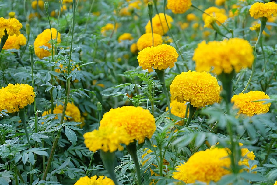 flower, green, floral, natural, aroma, yellow, violet, bloom, plant, flowering plant