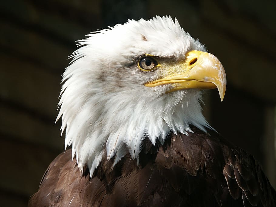 Ilustración del águila calva, águila calva, águila, rapaz, pico, plumas, animal, pájaro, ave de rapiña, temas de animales