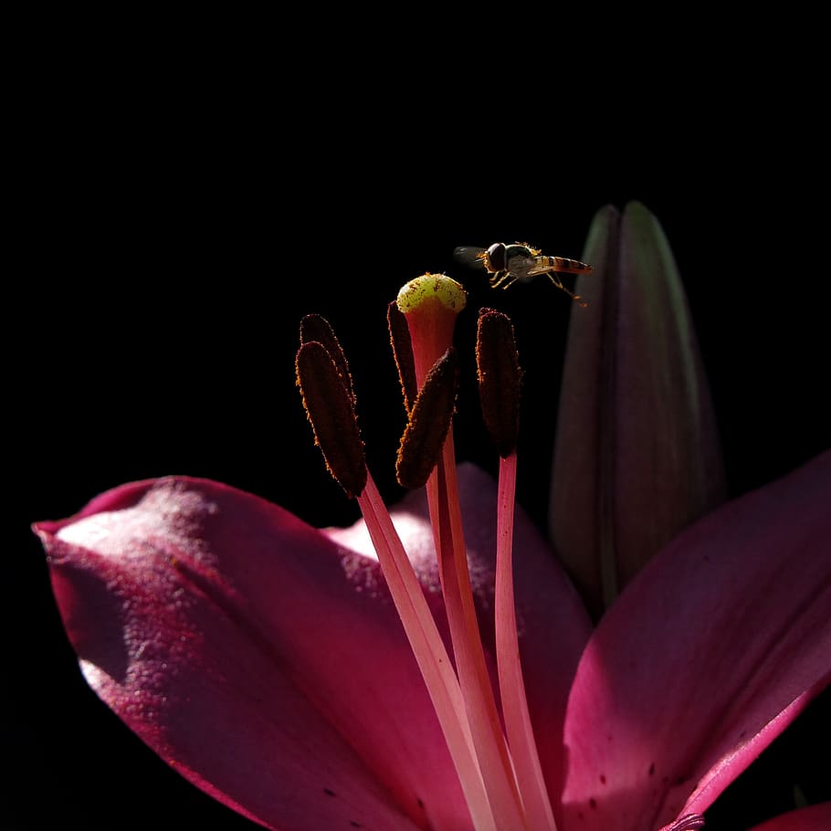 lily, stamp, pollen, approach, hoverfly, insect, blossom, bloom, nature, close up
