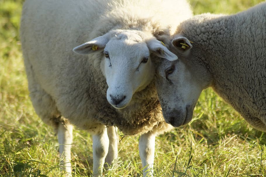 ovelha, aconchegar, fofo, cutucar, pasto, ligação, conexão, compreender, páscoa, ursinho de pelúcia