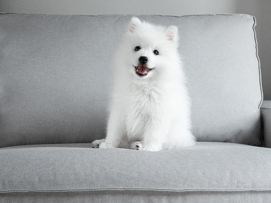 japonês, dica, cachorro, bonitinho, branco, pele, feliz, sentado, um animal, doméstico