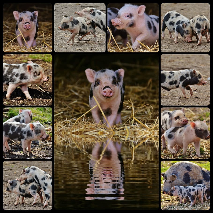 화이트, 검은, 새끼 돼지 콜라주, 새끼 돼지, 야생 공원, 콜라주, 아가, 작은 돼지, 귀엽다, 단