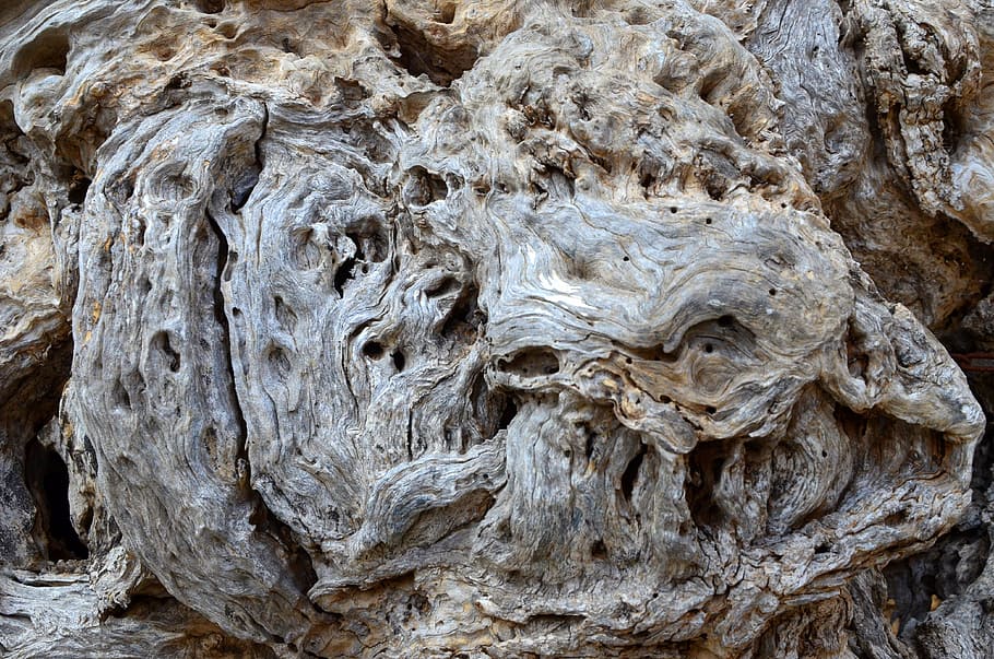 beach wood, drift wood, root, end grain, textured, tree trunk, trunk, full frame, day, close-up