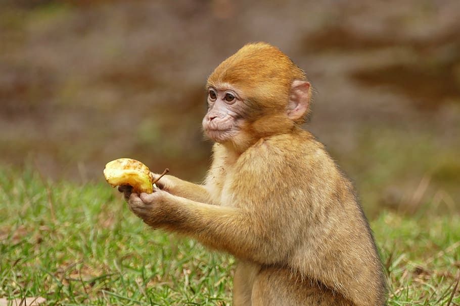 brown, monkey, holding, banana, ape, animal, cute, mammal, wildlife, primate