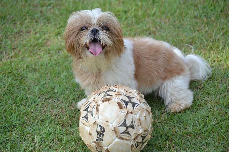 Shih Tzu, Animal, Ball, Grass, Dog, domestic animals, hairy, pets, cute, purebred Dog
