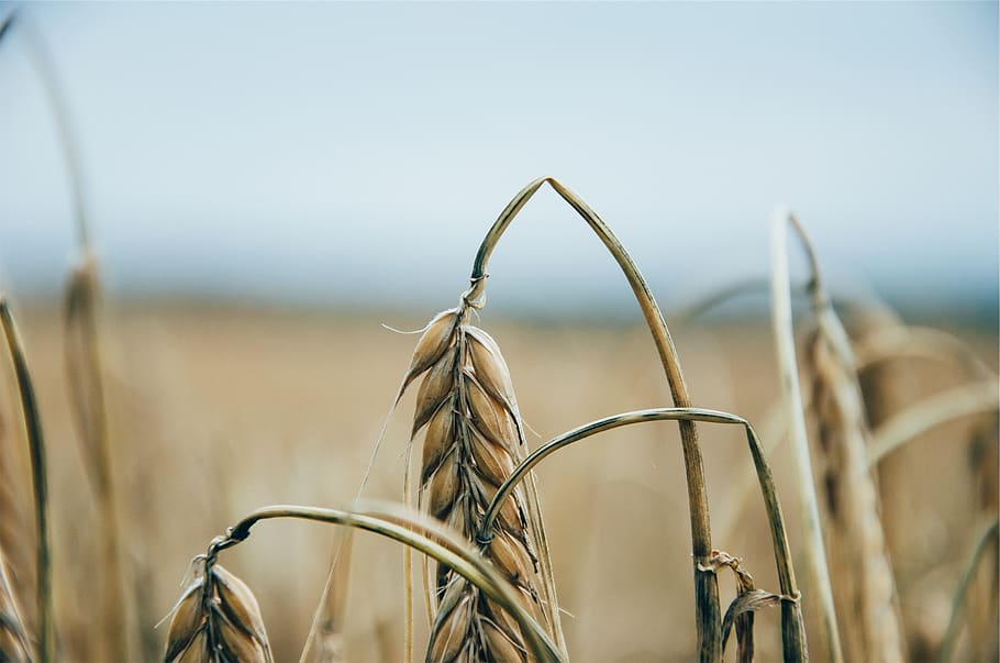trigo, plantas, campos, cultivos, granja, agricultura, cultivo, enfoque en primer plano, escena rural, planta de cereal
