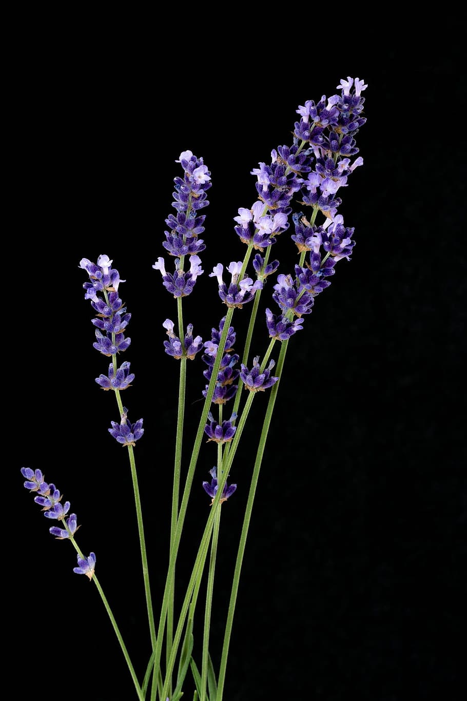 selective, focus photo, purple, french, flowers, Lavender, Nature, black background, flower, plant