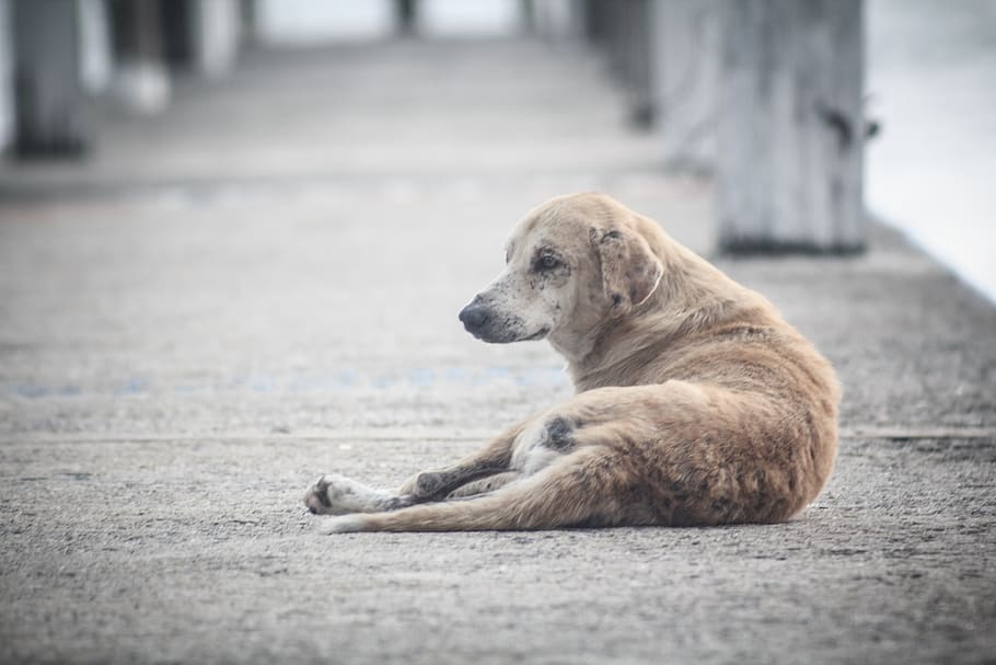 short-coated, brown, dog, lying, gray, concrete, floor, perro, street, animal