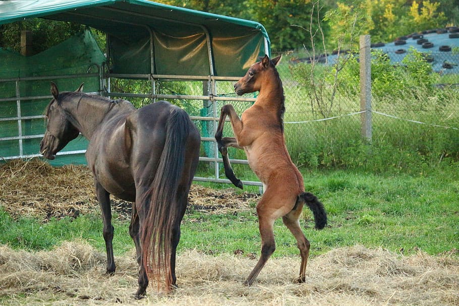 dua, kuda coklat-dan-hitam, hijau, bidang rumput, Kuda, Foal, Suckling, Brown, Mould, Rap