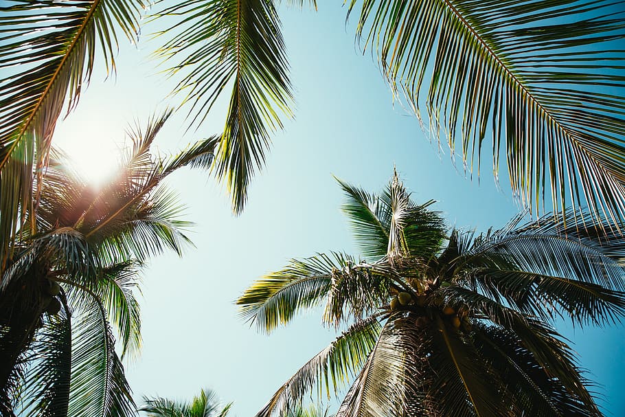 palmeiras, folhas de palmeira, ensolarado, sol, luz solar, férias, relaxante, céu, natureza, exterior