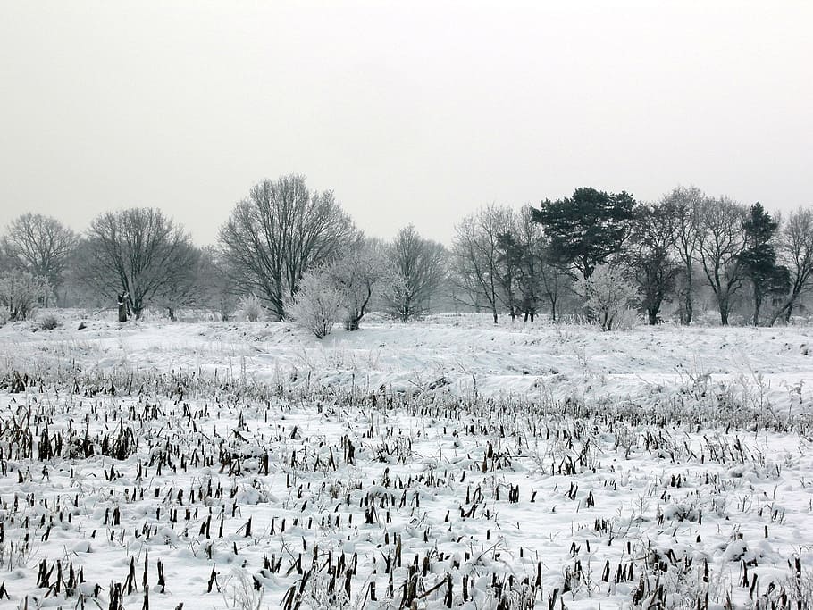 雪, 冬, 草原, 白, 木, 風景, 霜, 冬の日, 自然, 鳥の群れ
