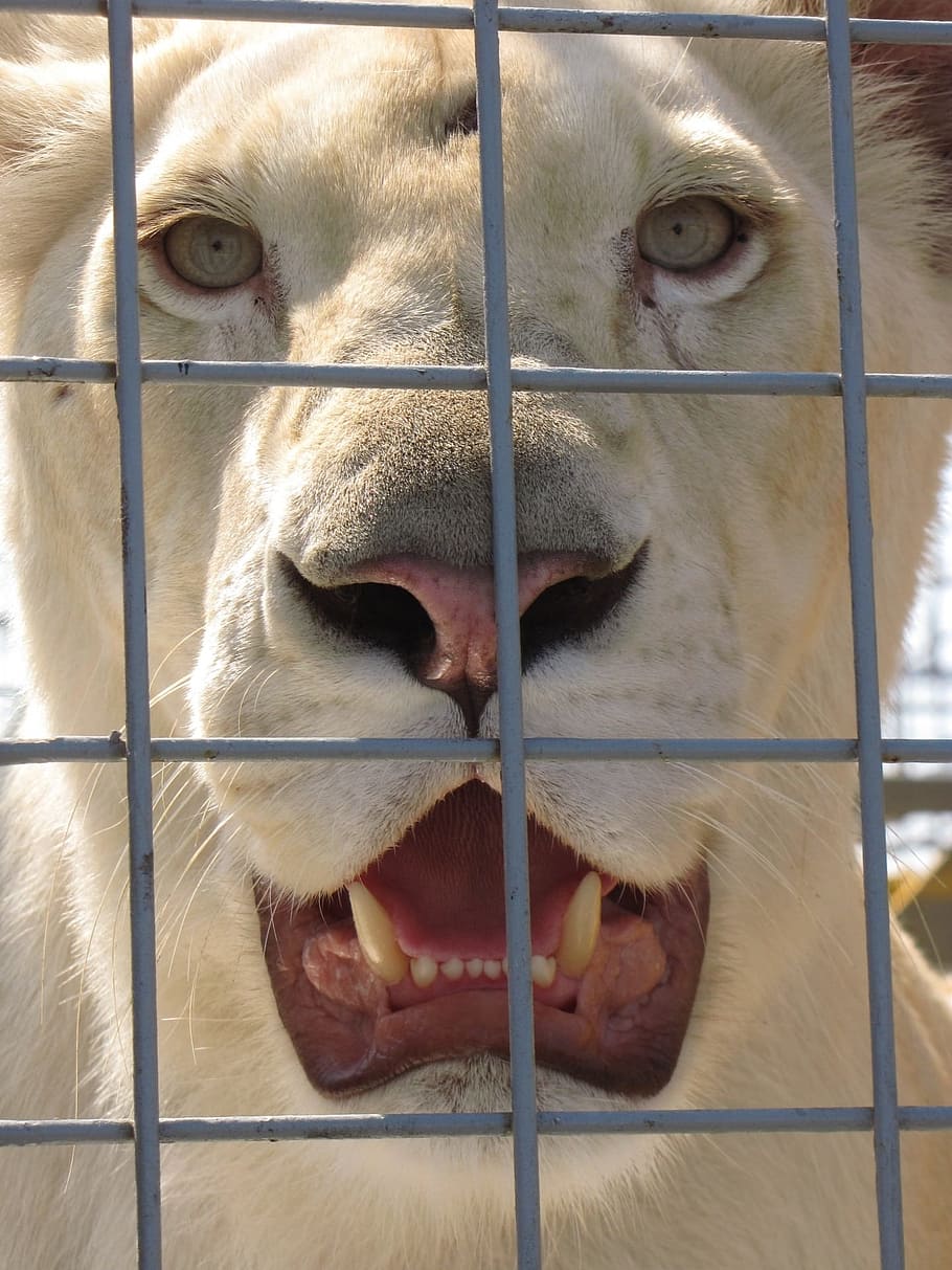 tigre blanco, animal, león, leona, jaula, zoológico, circo, diente, animales, mamíferos