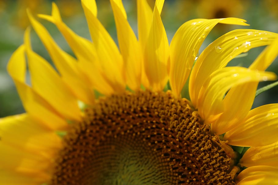 closeup, foto, bunga matahari, bunga, kuning, daun bunga, berkembang, taman, tanaman, alam