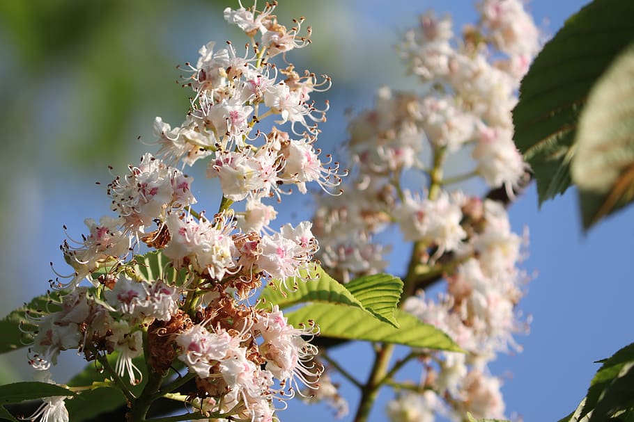 chestnut blossom, kastanye, mekar, berkembang, bunga lilin, pohon, pohon kastanye, musim semi, hal berkembang, bunga-bunga