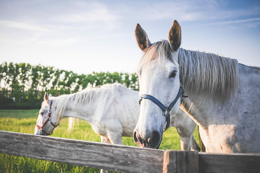 two, white, horses, White Horses, Grand, Pasture, animals, farm, grass, grazing