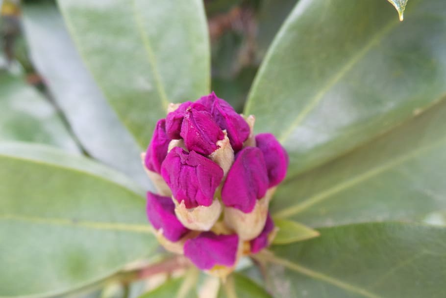 Rhododendron, Buds, Floral, Plant, natural, blossom, bloom, petal, botanical, organic
