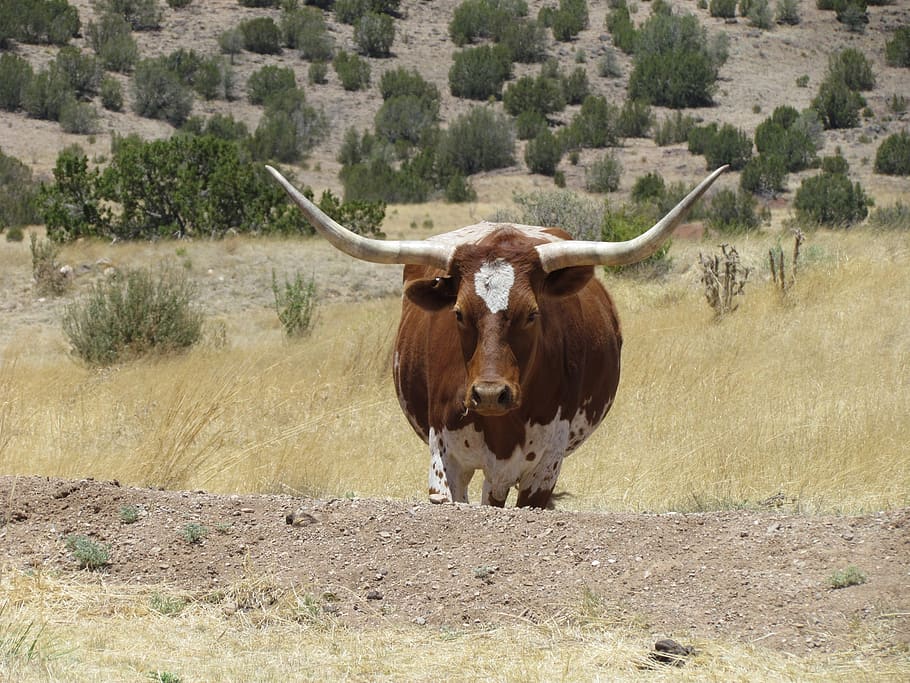 vaca, longhorn, ganado, granja, animal, rancho, campo, carne de res, toro, pasto