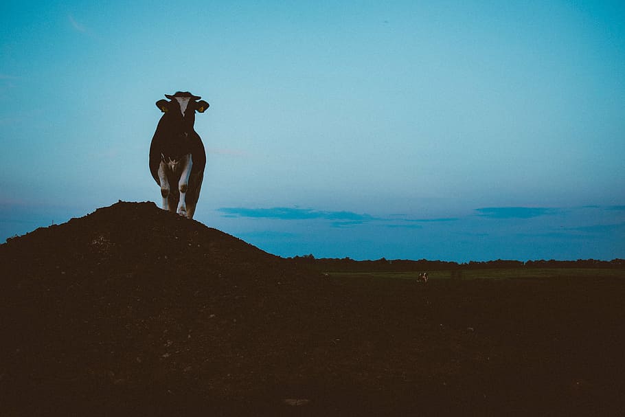 black, white, cow, standing, mountain, low, light, cliff, animal, farm