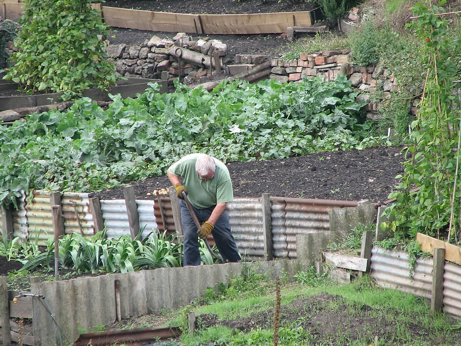 man, digging, using, shovel, gardening, gardener, vegetables, garden, nature, spring