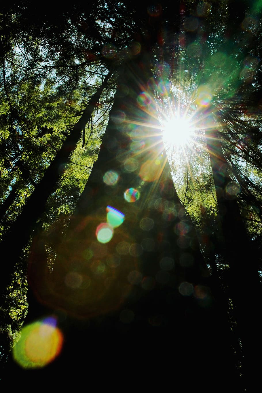 árvore e luz solar, baixo, ângulo, foto, luz, árvore, tronco, árvores, plantar, Sombrio