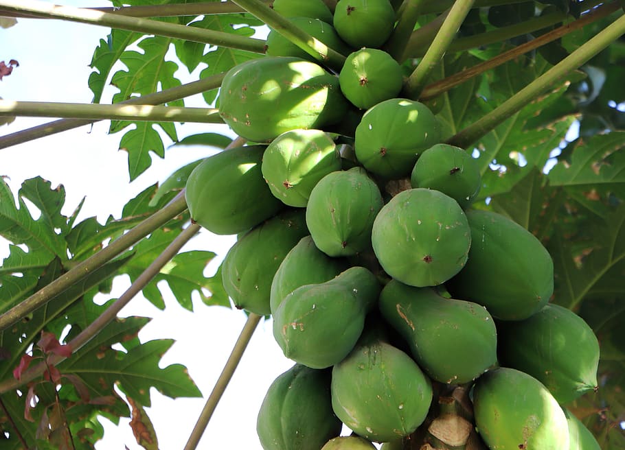 papaya, dharwad, karnataka, india, fruit, juicy, food, ripe, healthy, fresh