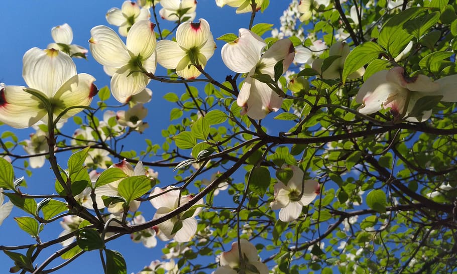 Dogwood, White, Flowers, Arboretum, white flowers, flower, nature, branch, growth, outdoors