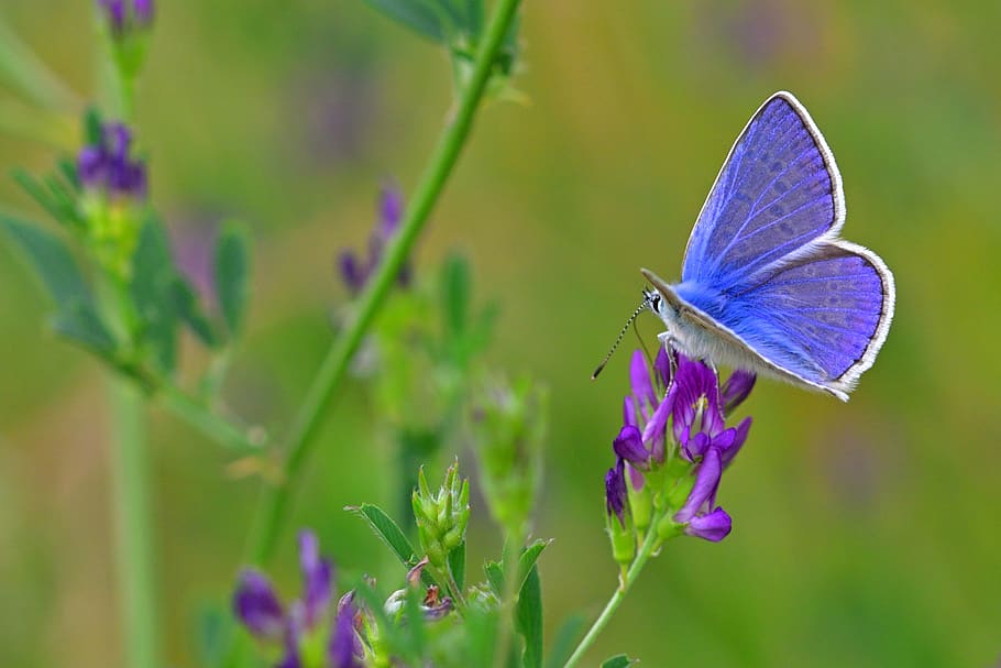 butterfly, common blue, meadow, close up, nature, heat, flower, insect, flowering plant, invertebrate