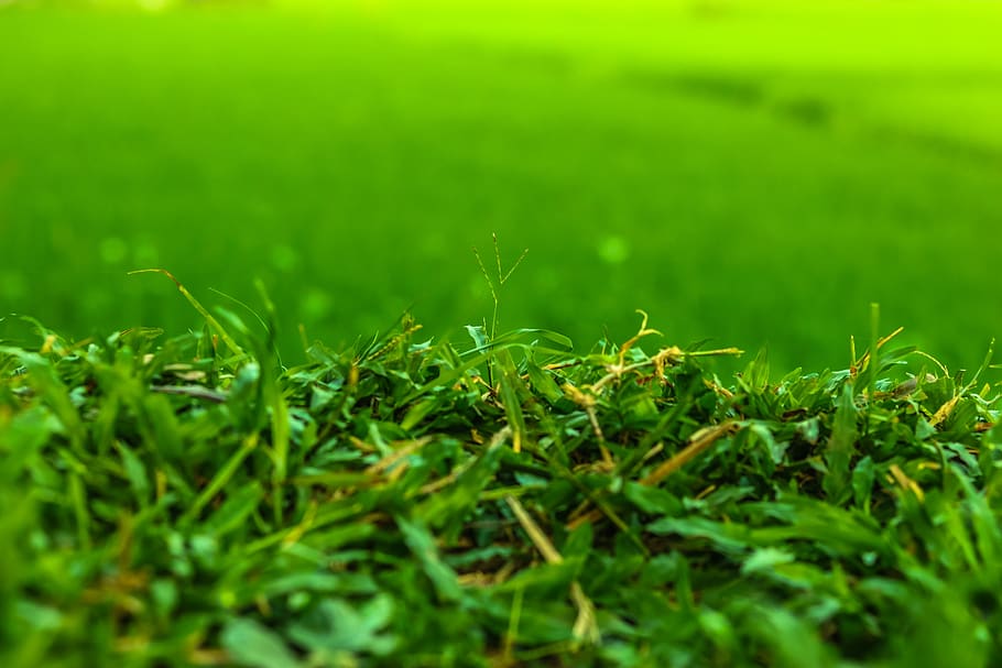 Color grass. Острая трава. Трава на плоскости картинка.