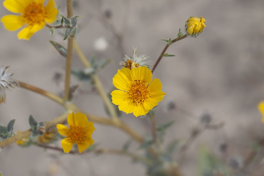 砂漠のひまわり Geraea Canescens モハーベ 砂漠 カリフォルニア アメリカ 花 黄色 複合 キク科 Pxfuel