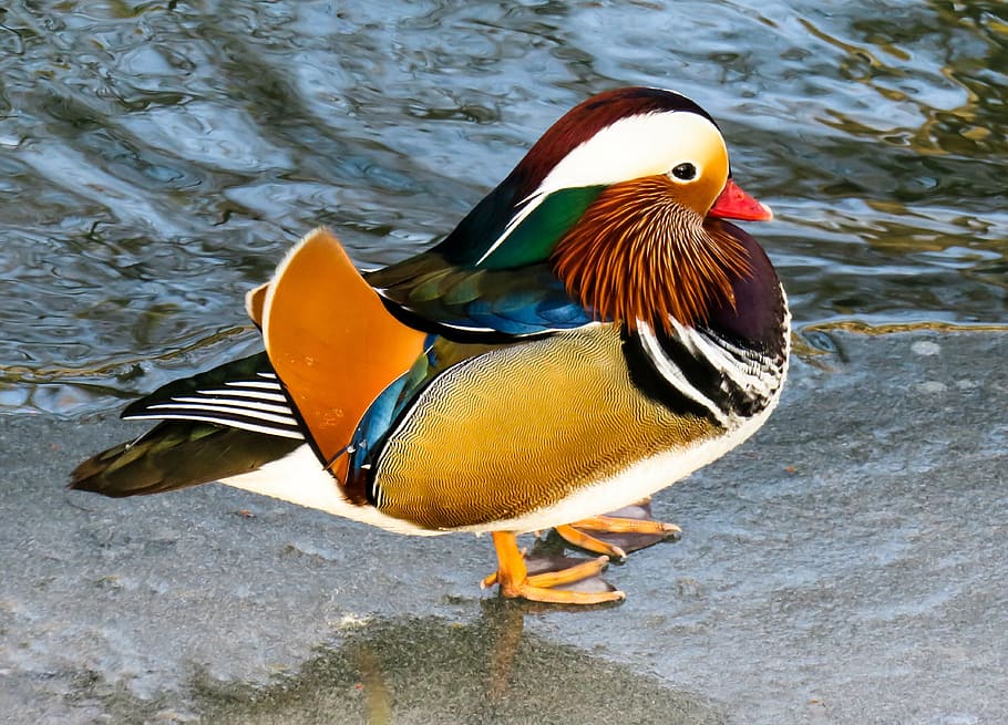 brown, white, yellow, orange, bird, top, gray, surface, animal, duck