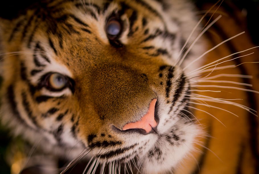 harimau, binatang, kumis, hidung, mata, licik, tema hewan, kucing, hewan, binatang menyusui