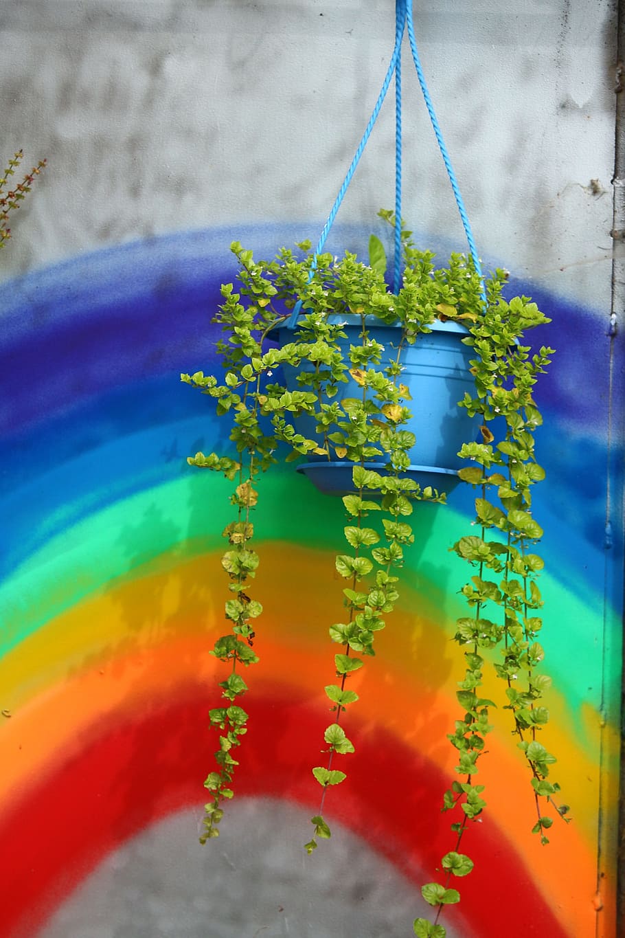 green, leafed, plant, blue, pot, rainbow, hanging plant, mint, hanging mint, medicinal herb
