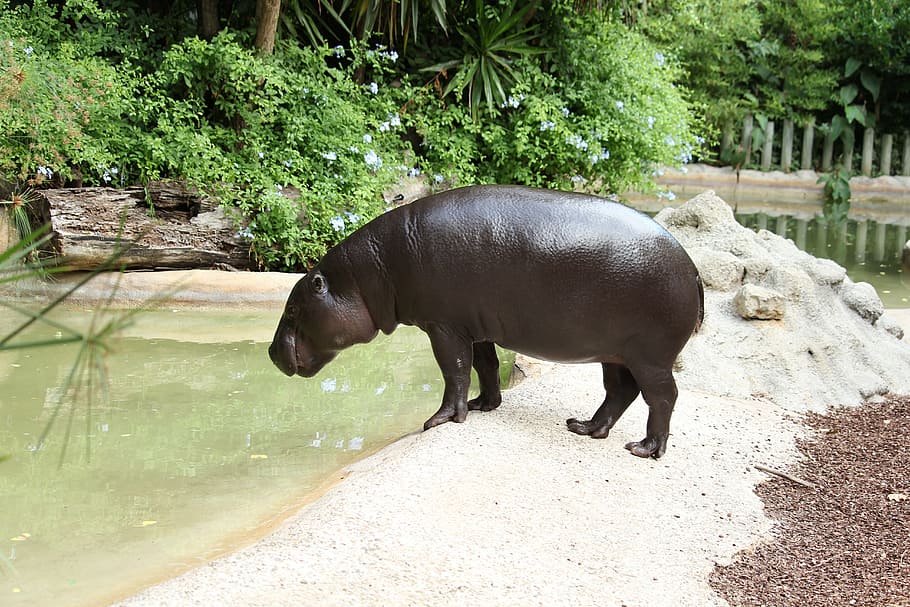 hipopótamo, animais selvagens, grande, boca, animal, mamífero, safari, excesso de peso, perigoso, selvagem