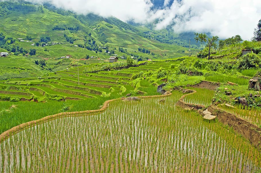 Vietnam, Sapa, viajes, este, Asia, arroz, paisaje, agricultura, pintorescos - naturaleza, escena rural