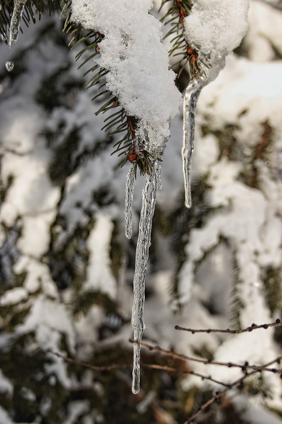 winter, snow, icicle, wintry, white, cold, snowy, nature, cold - Temperature, frost
