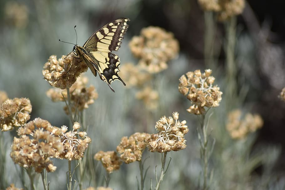 swallowtail papilio swallowtail, Swallowtail, Papilio, Www, nature-sorprendente, com, insecto, naturaleza, no hay gente, flor