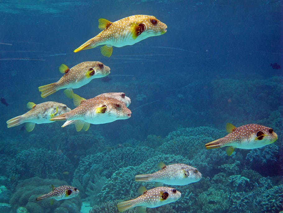 sekolah, ikan puffer, indonesia, bawah air, karang, terumbu, menyelam, scuba, tema hewan, ikan