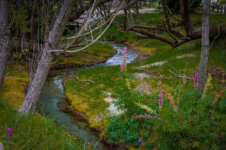 arrowtown, new zealand, queenstown, nature, beautiful, summer, stream, marshall lupins landscape, colorful, natural