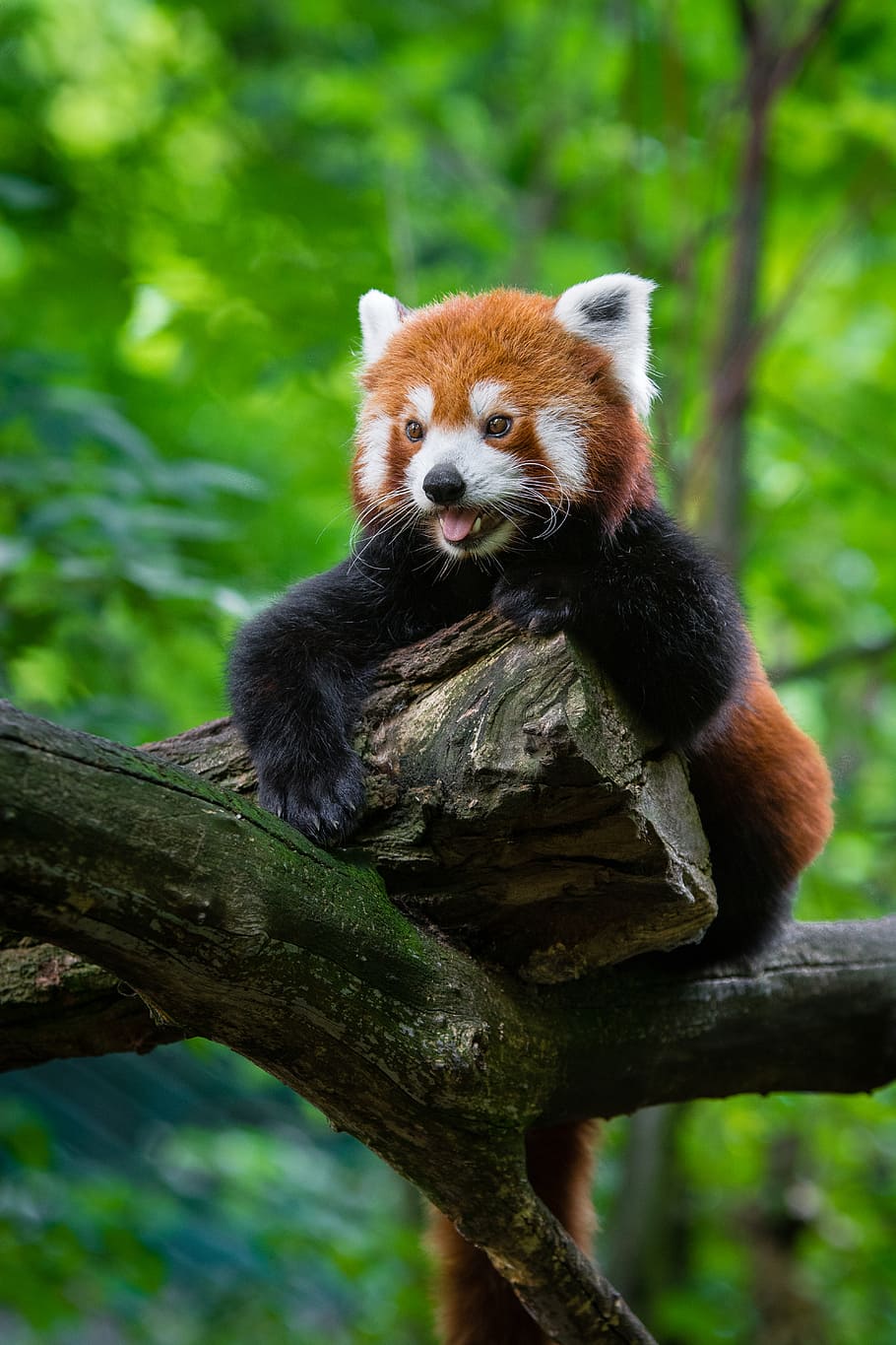 Panda vermelho, panda, urso, árvore, ramo, dia, temas animais, animal, animais selvagens, mamífero